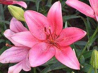 Lilium asiatica